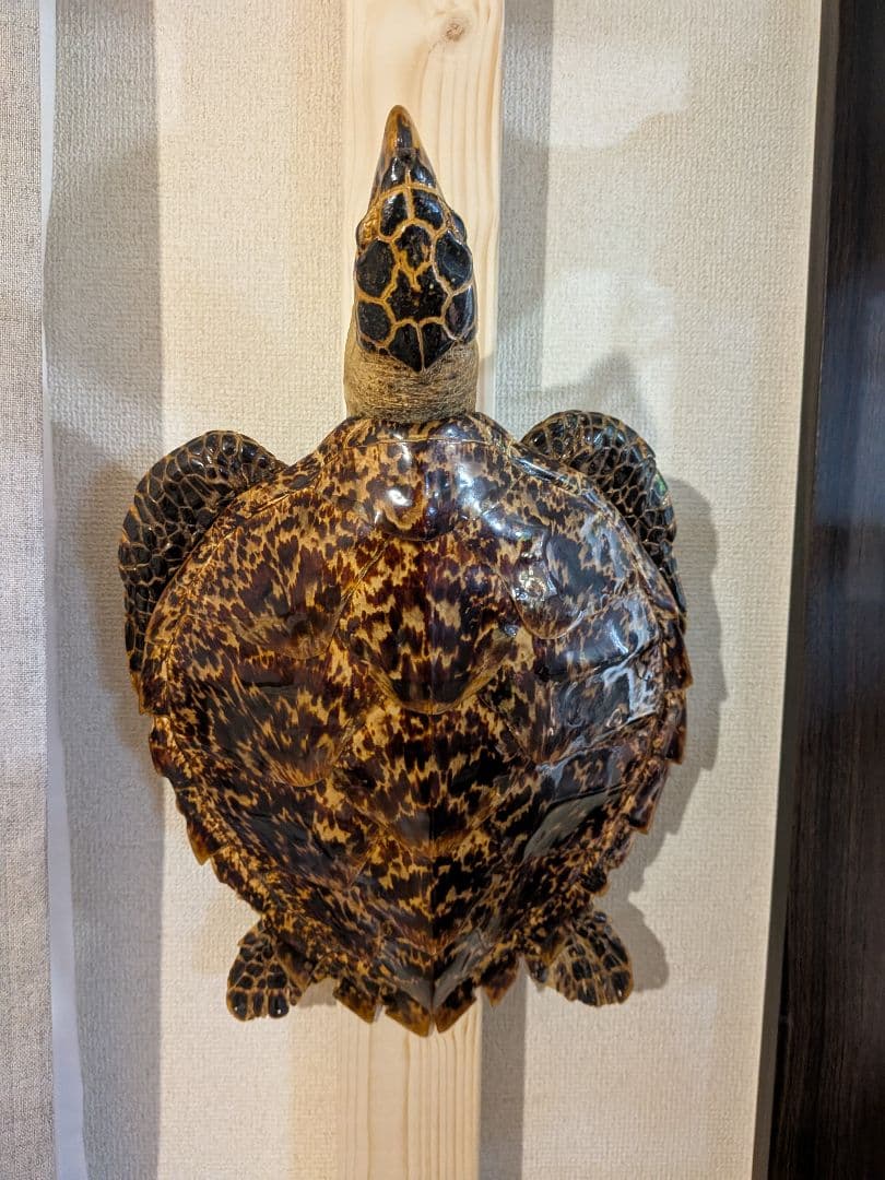 タイマイ　ウミガメ剥製　国際希少野生動植物種登録票有
