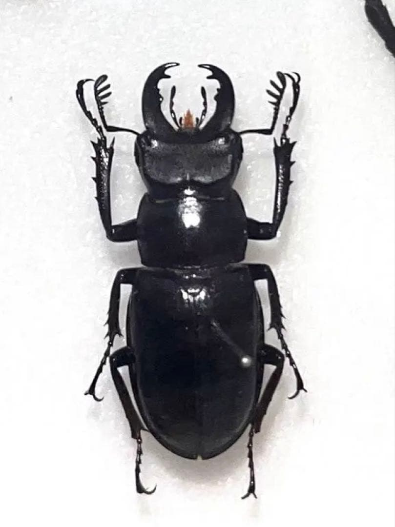 【規制前採集品】 ミクラミヤマ 大型個体 標本 ミヤマ クワガタ