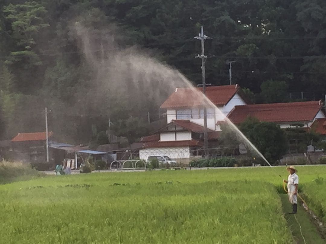 令和７年産米☆☆いのちの壱☆酵素散布米 ☆玄米 いのちの壱 １０キロ 精米無料