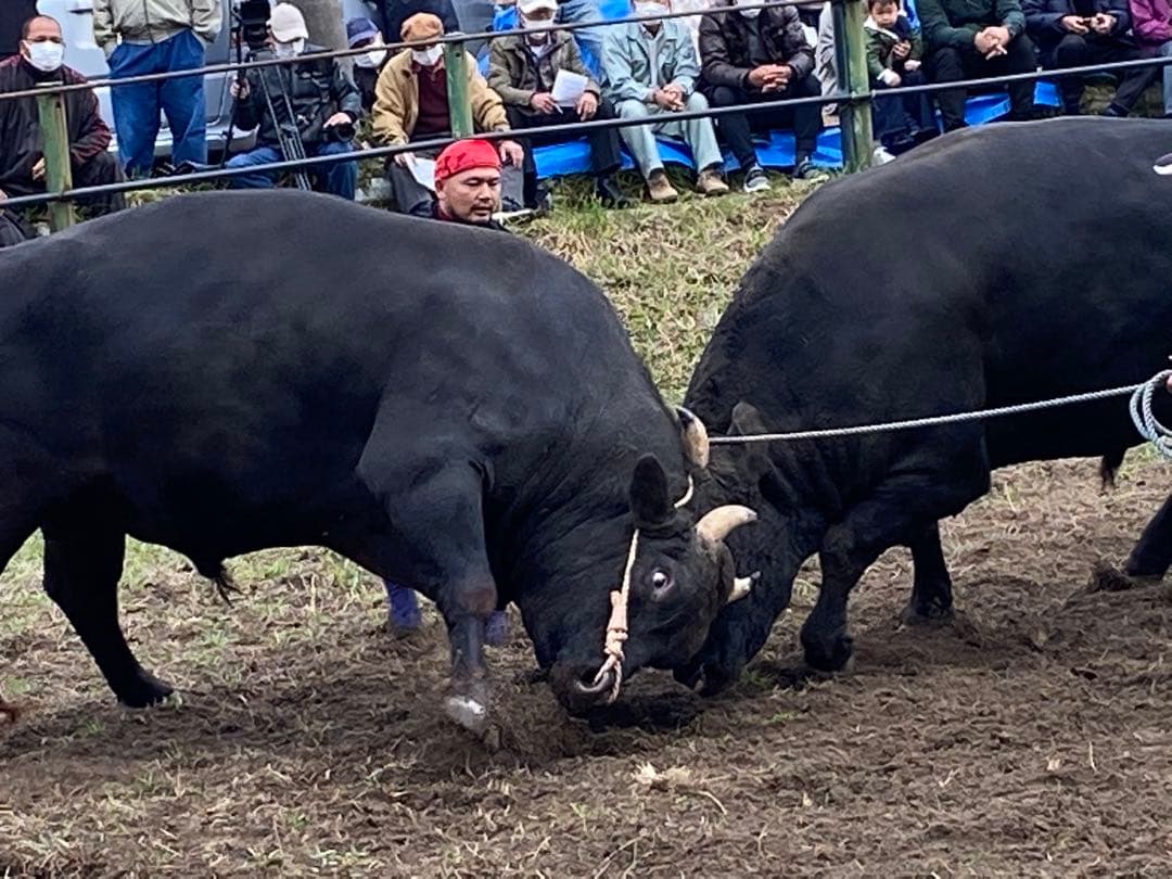 令和７年産米☆☆いのちの壱☆酵素散布米 ☆玄米 いのちの壱 １０キロ 精米無料