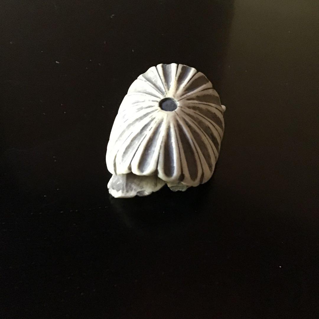 根付け　菊花図柄　日本ホンシュウ鹿角　　N17