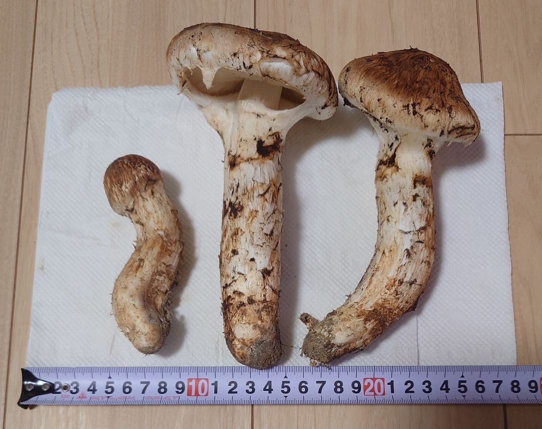 #岩手県岩手郡岩手町産天然松茸およそ320g