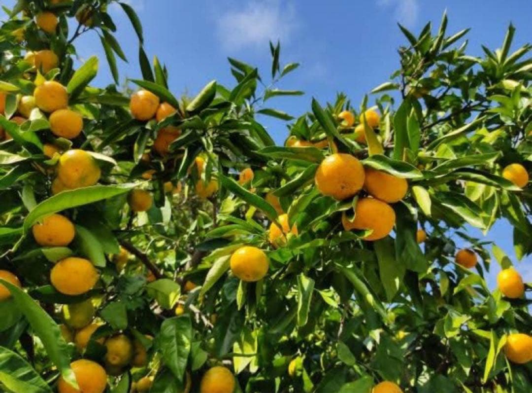 パパイヤ様　山北みかん5キロ