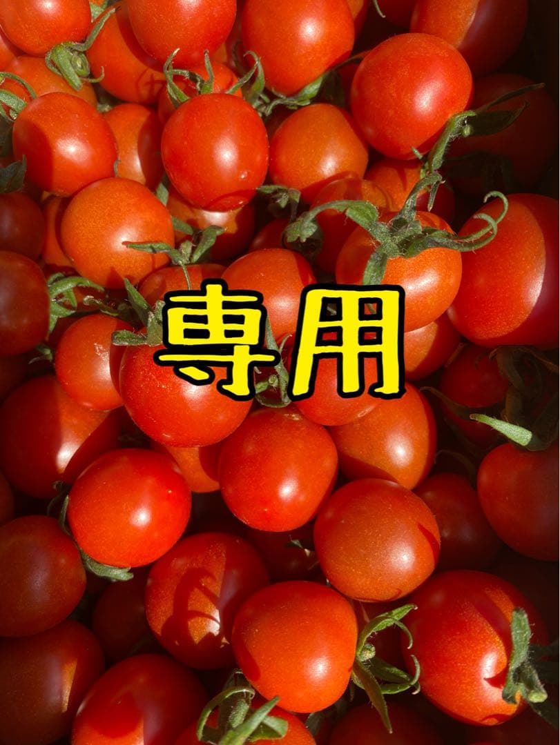 Ruka ミニトマト8kg