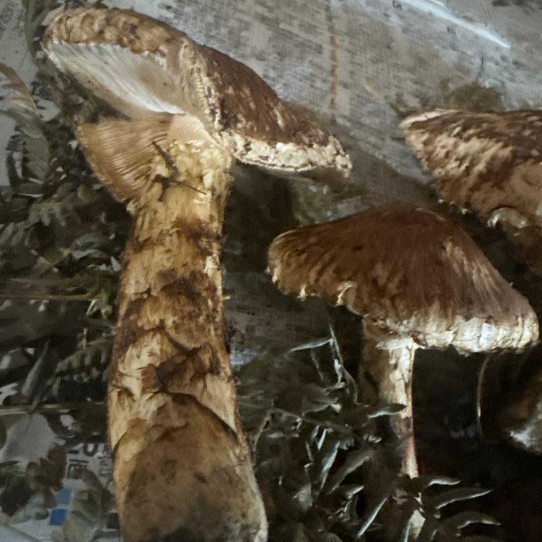 岩手県産松茸 傷訳あり 450ｇ