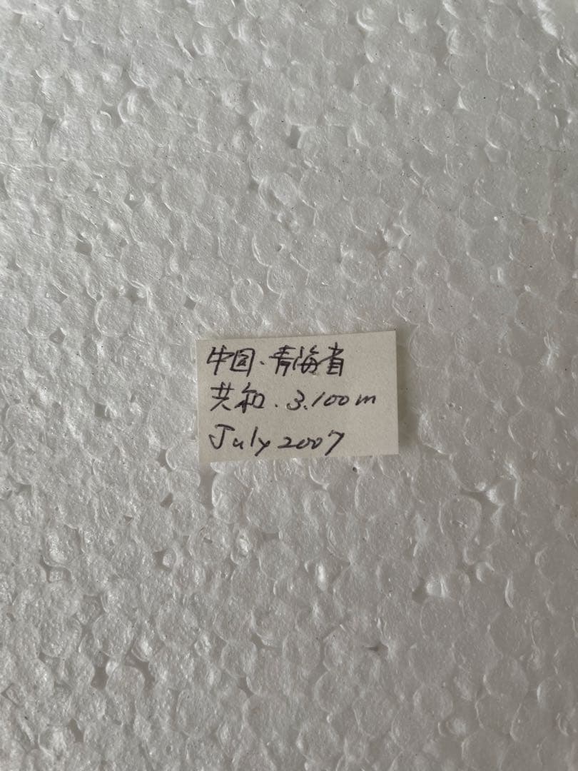 パルナシウス・ノミオン（中国青海省共和、メス）