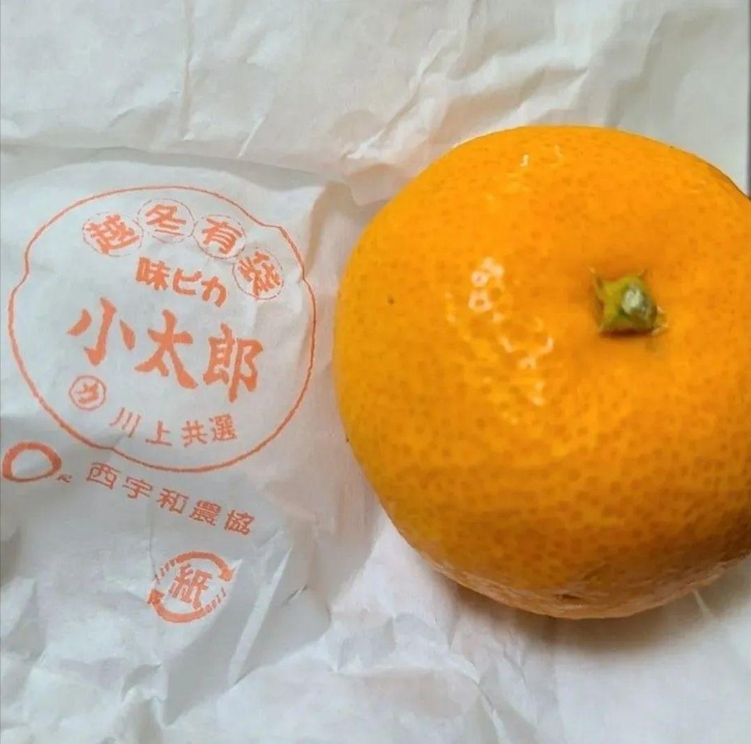 極上品質 愛媛産 味ピカ一【小太郎 越冬 みかん】30個入り 専用化粧箱