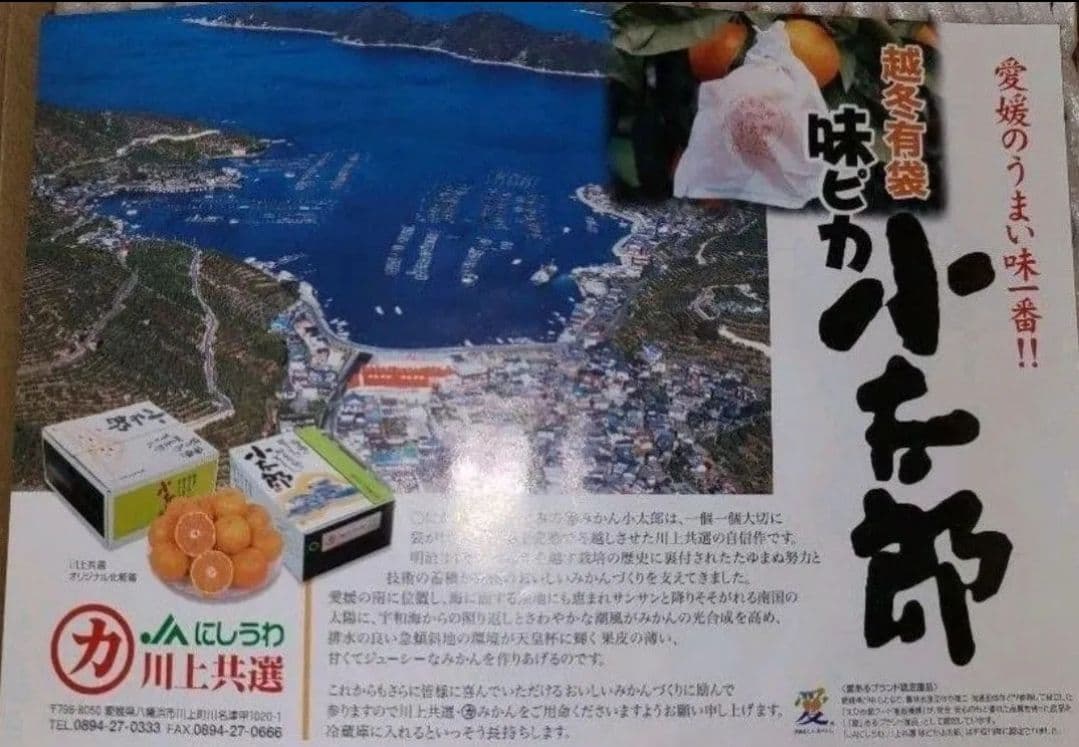 極上品質 愛媛産 味ピカ一【小太郎 越冬 みかん】30個入り 専用化粧箱