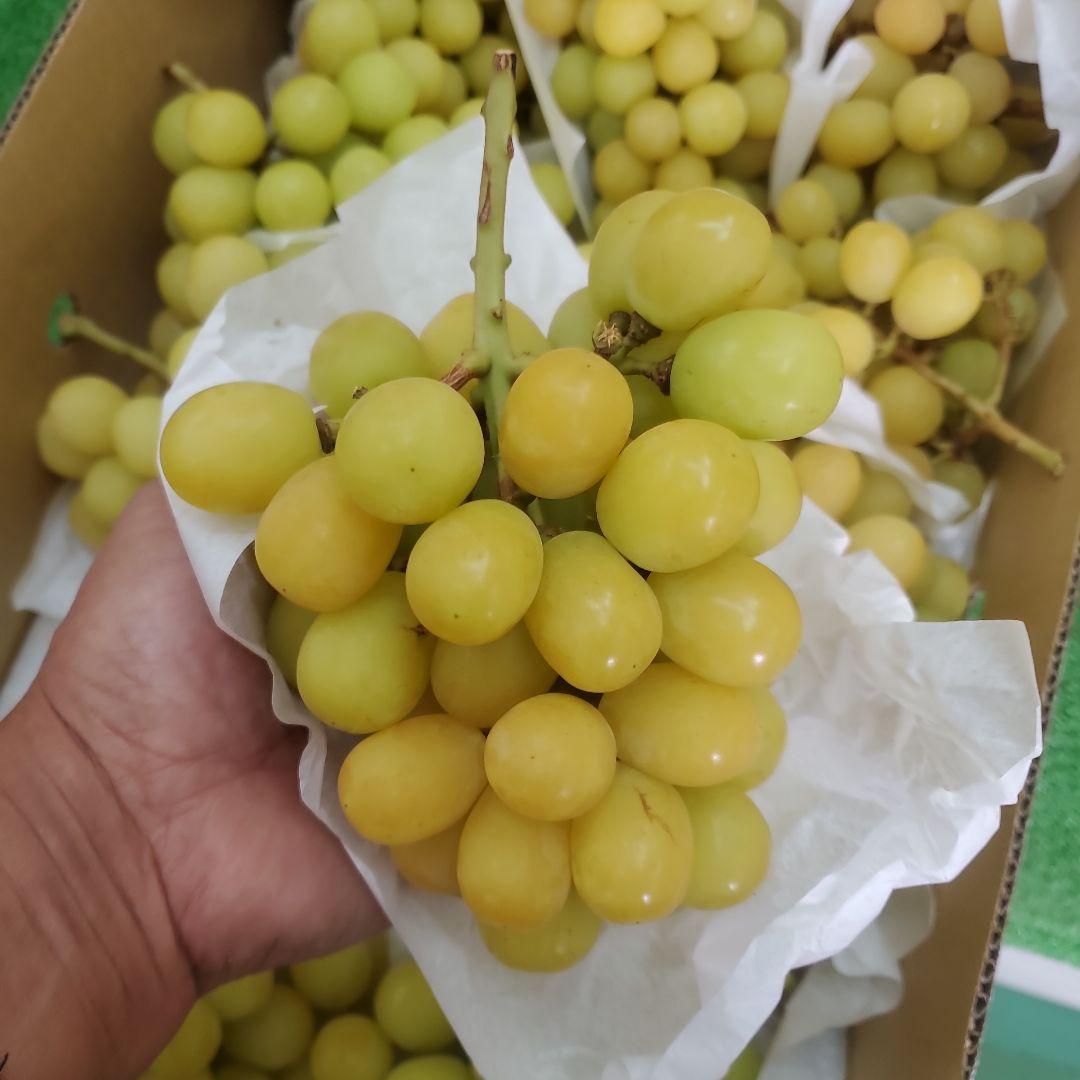 6️⃣ 山梨県産 シャインマスカット １１房入り 箱込み5.7キロ