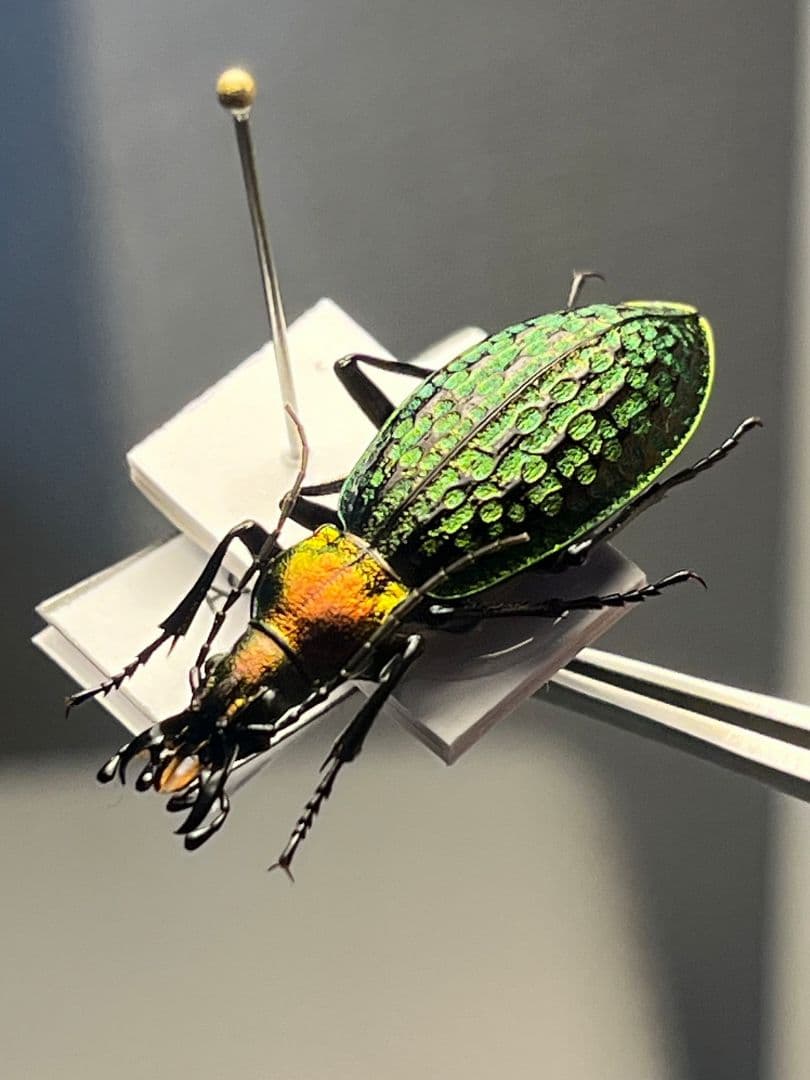 【28mm】シュレンククビナガオサムシ カブリモドキ オサムシ標本 オサムシ