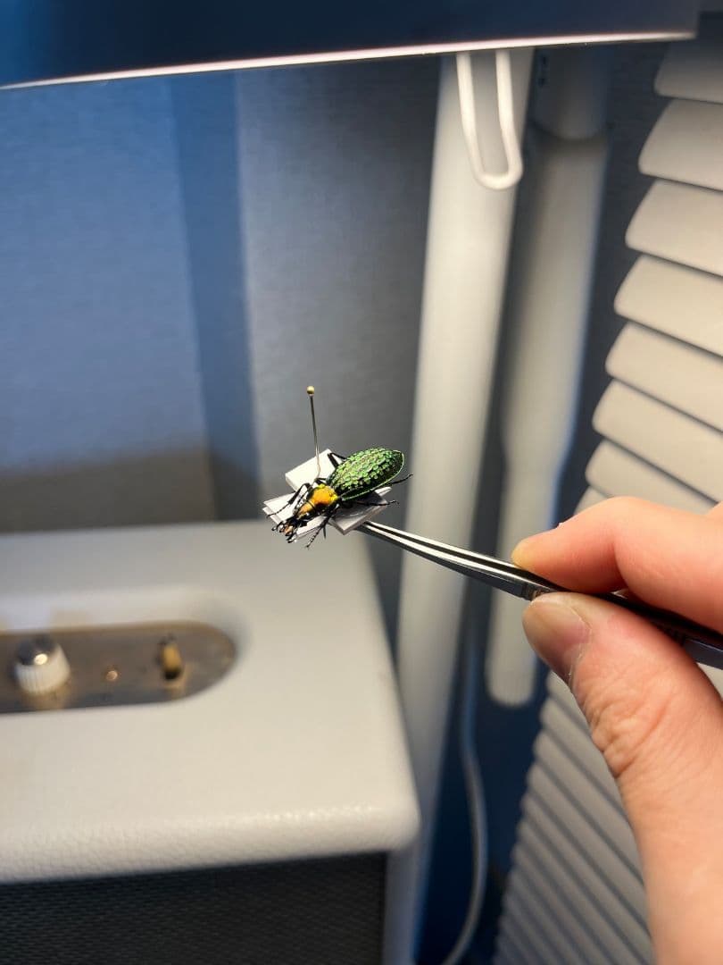 【28mm】シュレンククビナガオサムシ カブリモドキ オサムシ標本 オサムシ