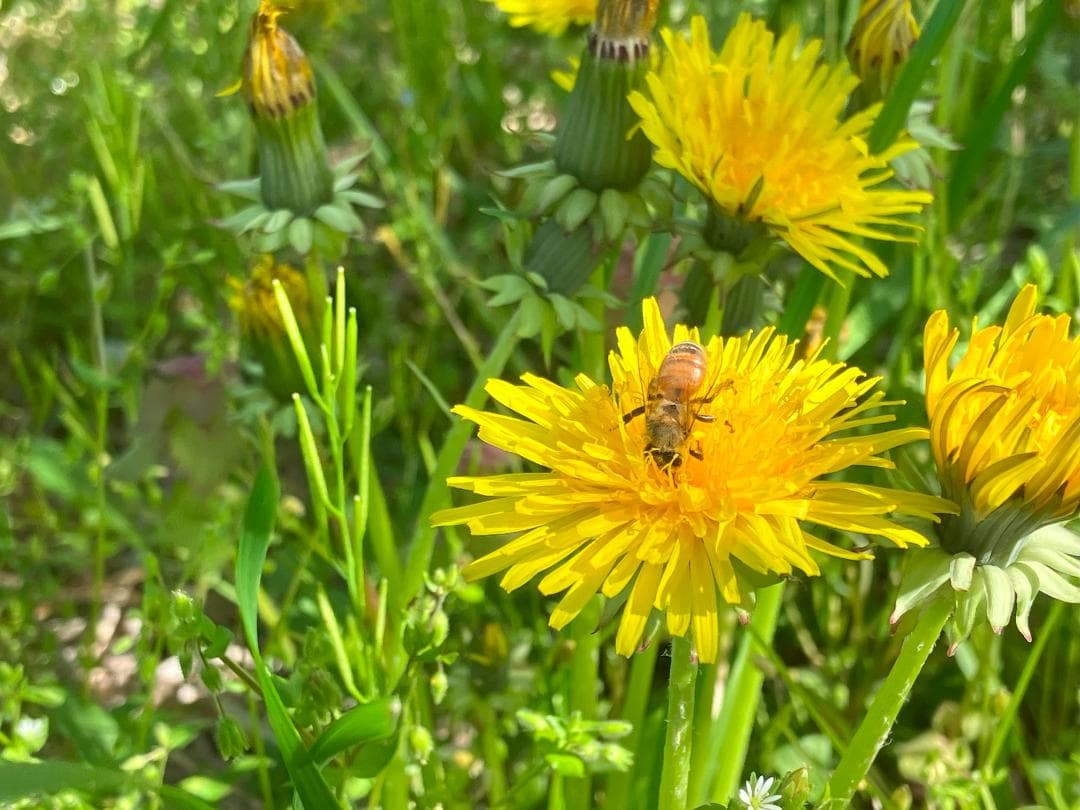 オハナ【令7新蜜】国産蜂蜜 百花蜜 1000g 2本