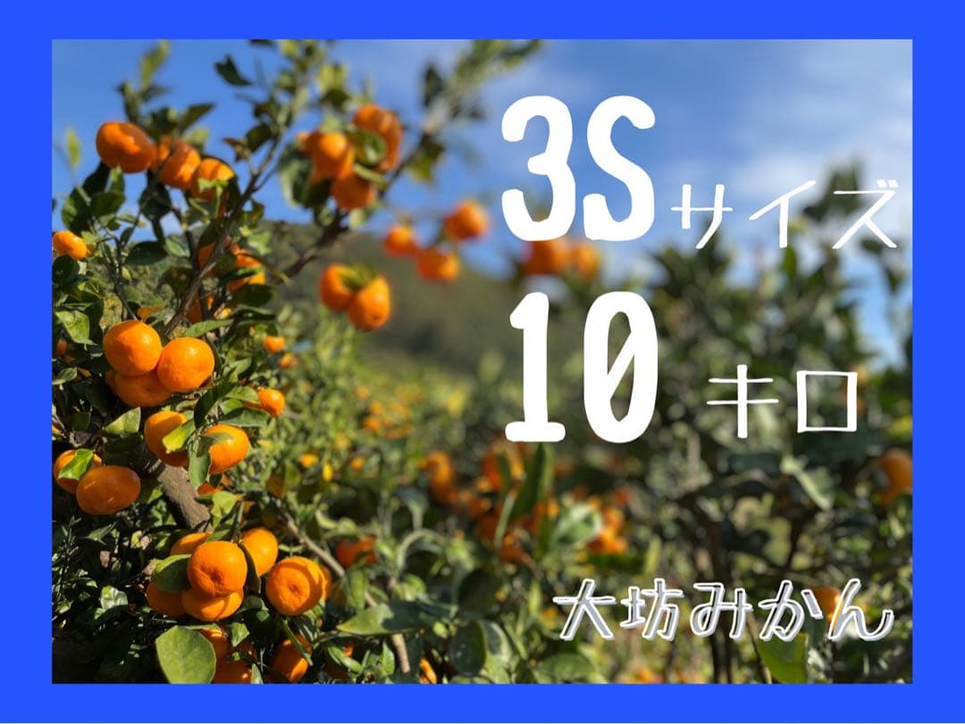10キロも♪大坊みかん♪3Sサイズ