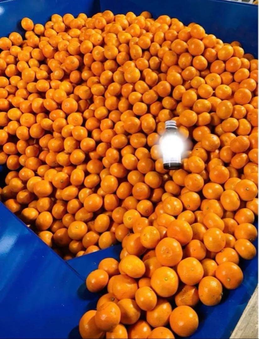 10キロも♪大坊みかん♪3Sサイズ