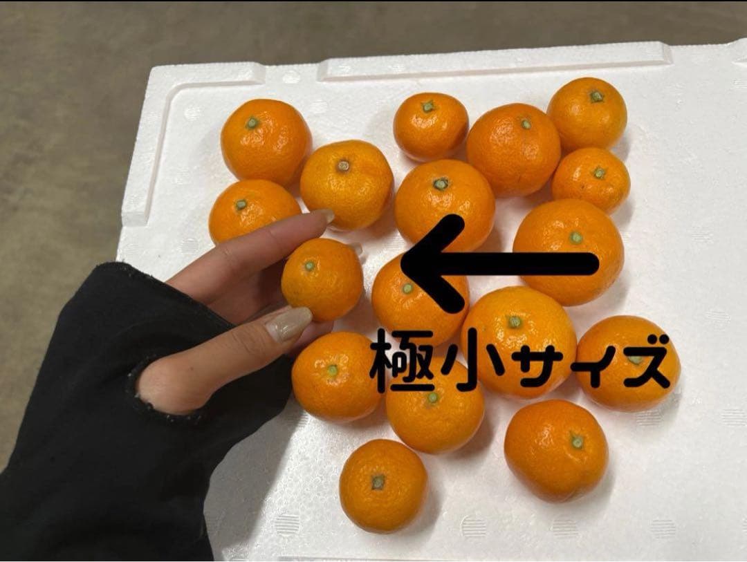 10キロも♪大坊みかん♪3Sサイズ