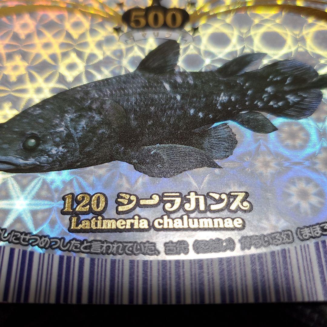 マリンマリンカード ＊シーラカンス＊