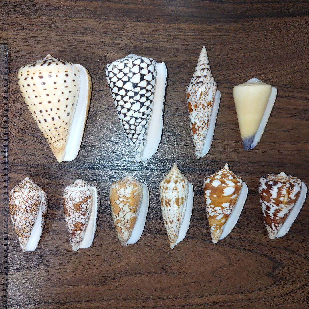 イモガイ　11種　貝殻　標本