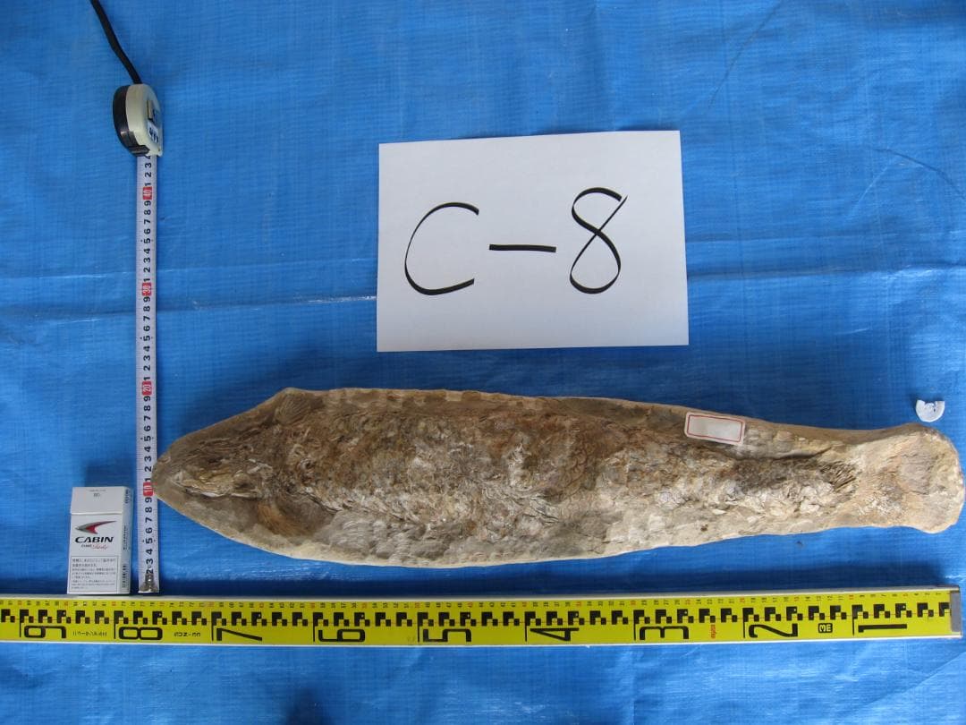 化石　C-8