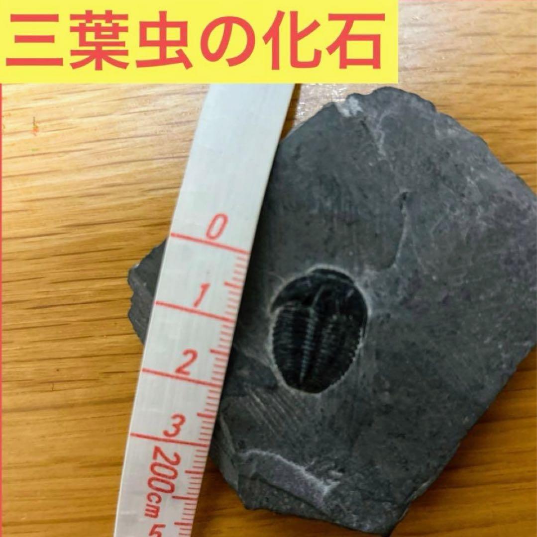三葉虫　化石　石　インテリア　置物