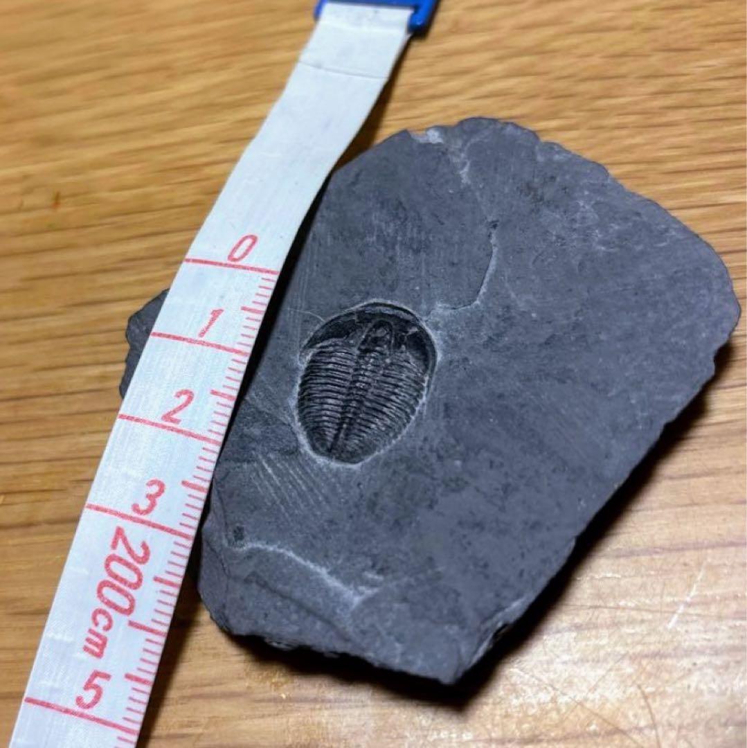 三葉虫　化石　石　インテリア　置物