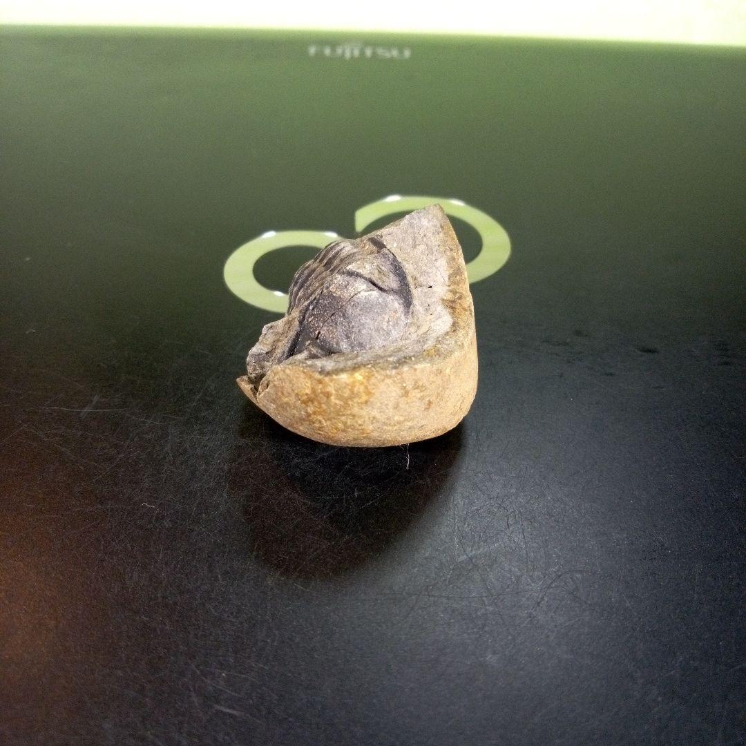 三葉虫　化石　ボリビア産　南アメリカ　trilobite　南米産fossil⑨