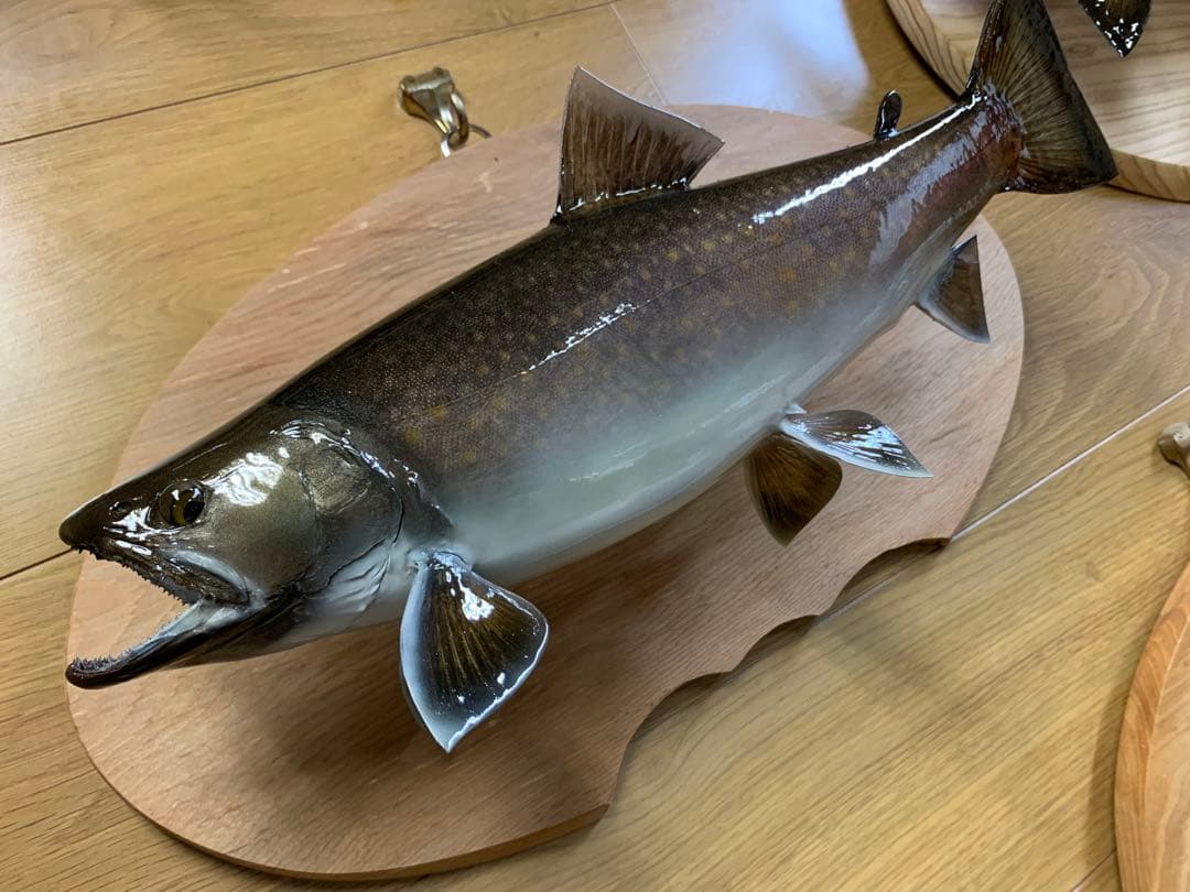 魚類剥製工房エフクラフト　ニッコウ大イワナ剥製依頼　完成品
