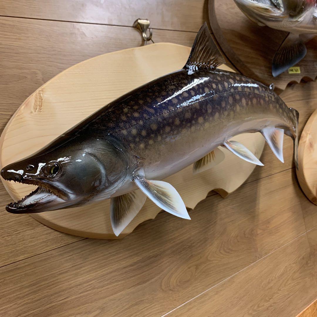 魚類剥製工房エフクラフト　ニッコウ大イワナ剥製依頼　完成品