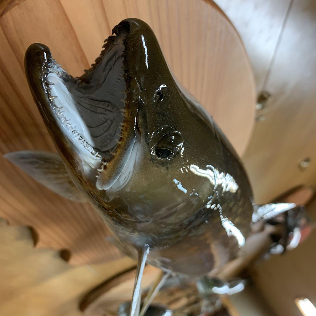 魚類剥製工房エフクラフト　ニッコウ大イワナ剥製依頼　完成品