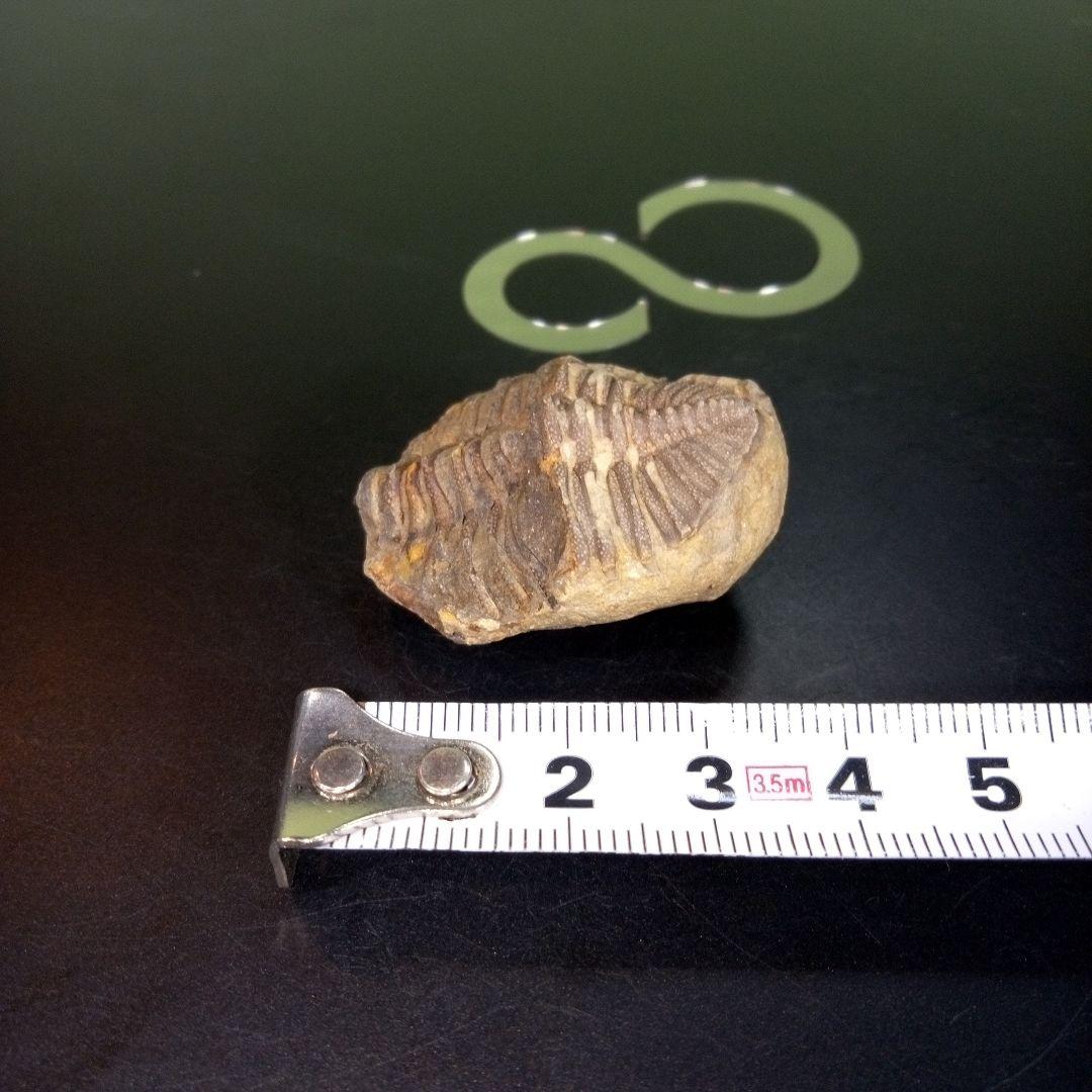三葉虫　化石　fossil　ボリビア　trilobite　三葉虫綱　三葉虫管理③