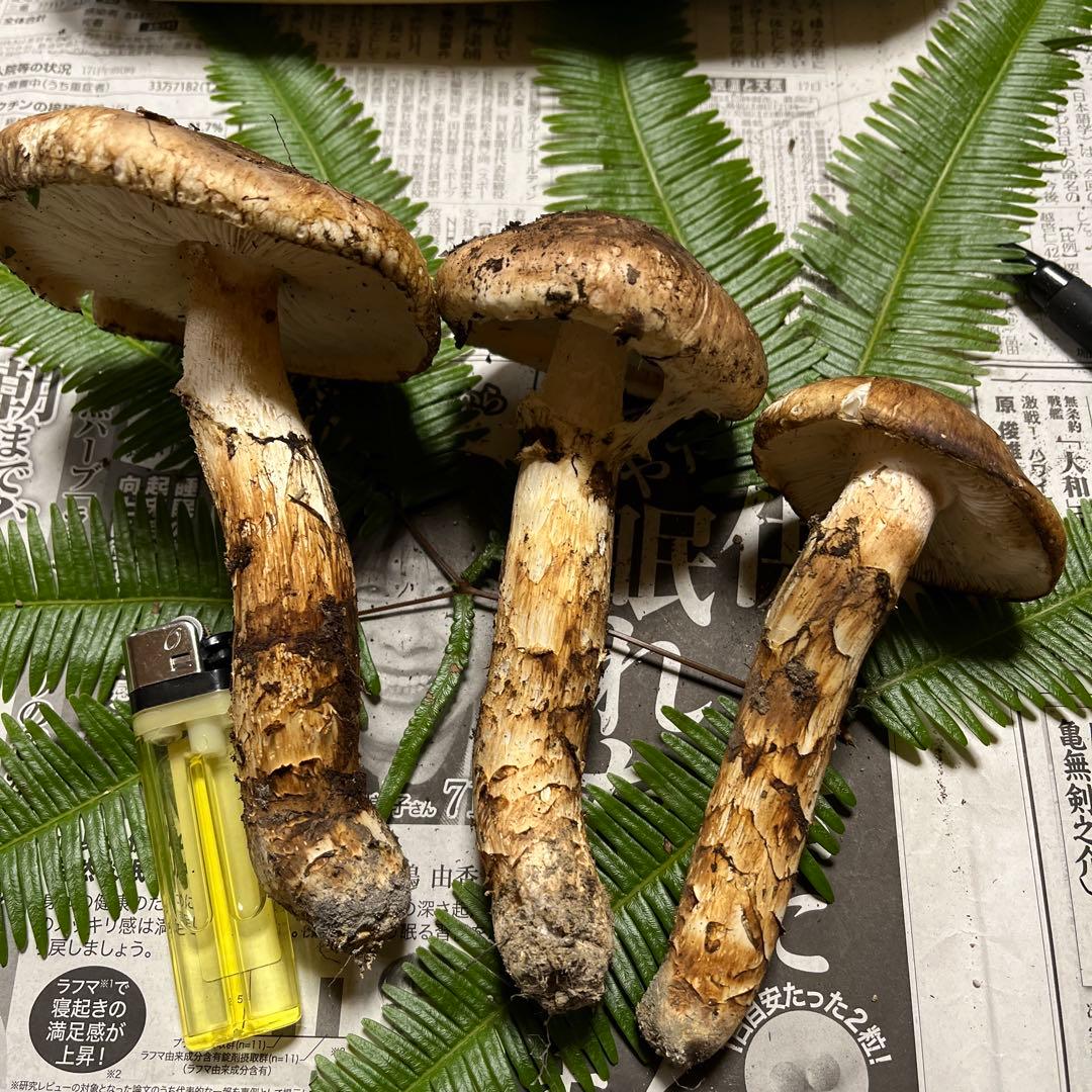 【大阪泉州産】天然松茸　採れたて松茸　良品3本175g 国産