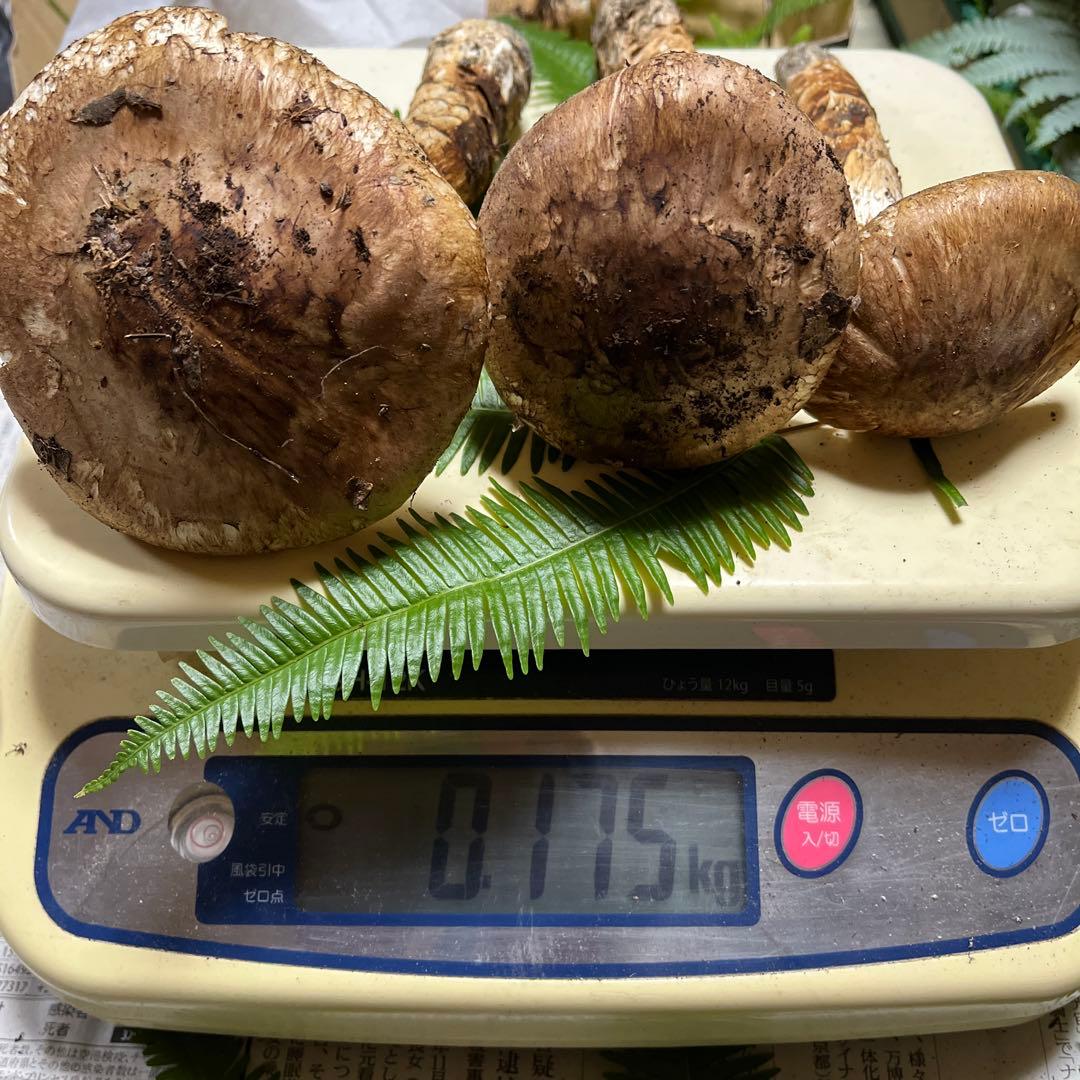 【大阪泉州産】天然松茸　採れたて松茸　良品3本175g 国産