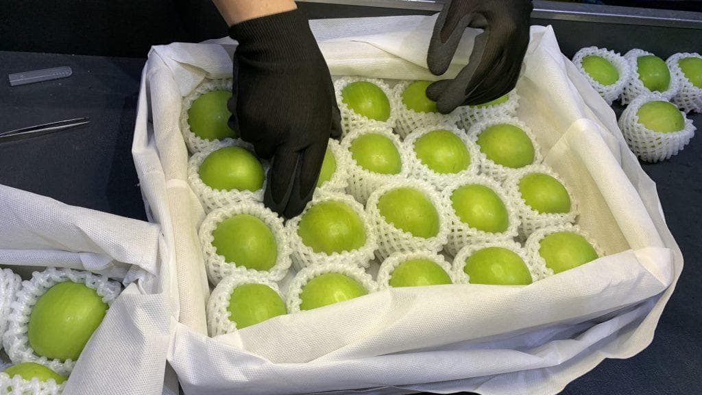 先行予約販売台湾蜜棗 Táo sữa đài loan （なつめ2.5kg /箱