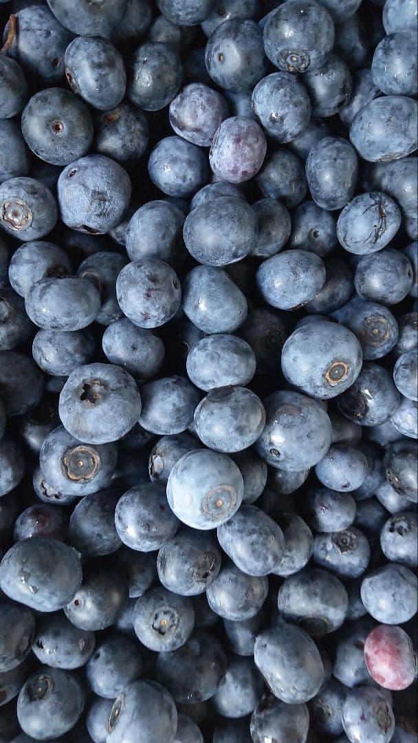 島根県産 冷凍 ブルーベリー 4kg 栽培期間中、農薬・化学肥料不使用