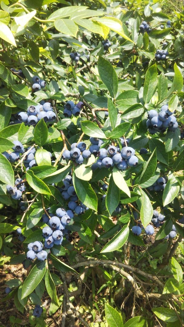 島根県産 冷凍 ブルーベリー 4kg 栽培期間中、農薬・化学肥料不使用