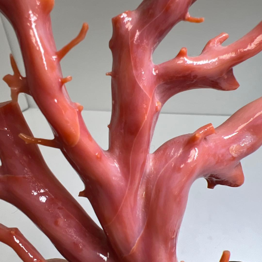 本肉赤珊瑚　ケース付　台込221g 東Y8-0130②トヒトオ