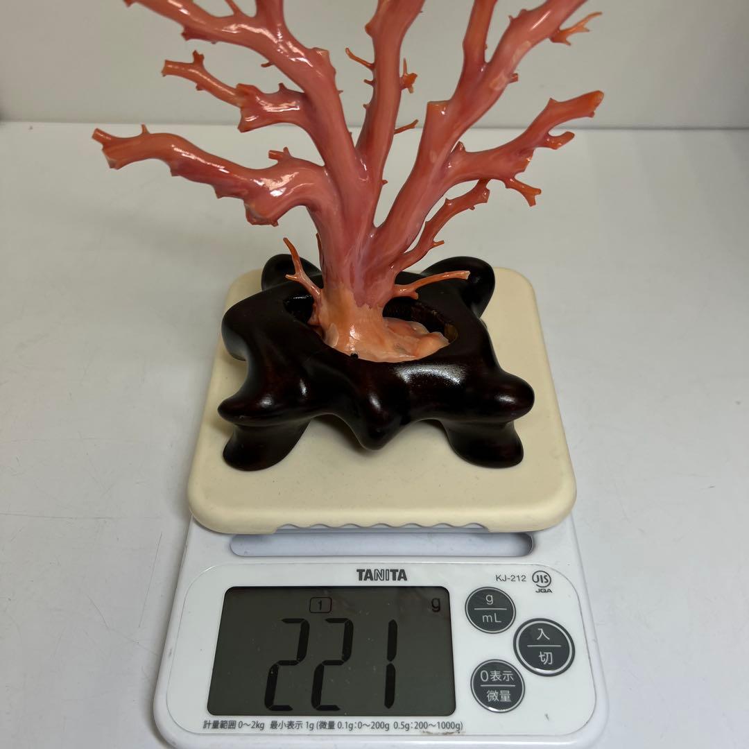 本肉赤珊瑚　ケース付　台込221g 東Y8-0130②トヒトオ