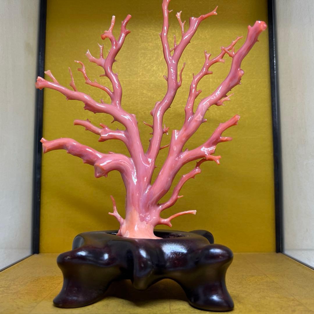 本肉赤珊瑚　ケース付　台込221g 東Y8-0130②トヒトオ