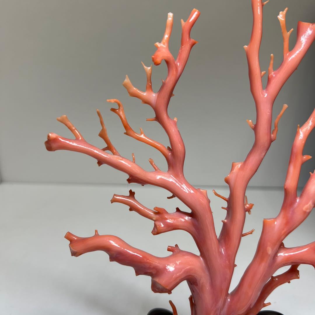 本肉赤珊瑚　ケース付　台込221g 東Y8-0130②トヒトオ