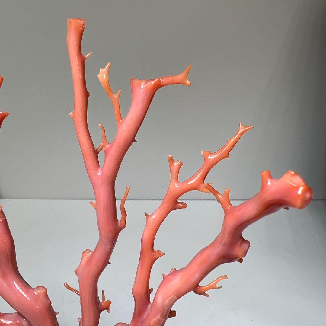 本肉赤珊瑚　ケース付　台込221g 東Y8-0130②トヒトオ