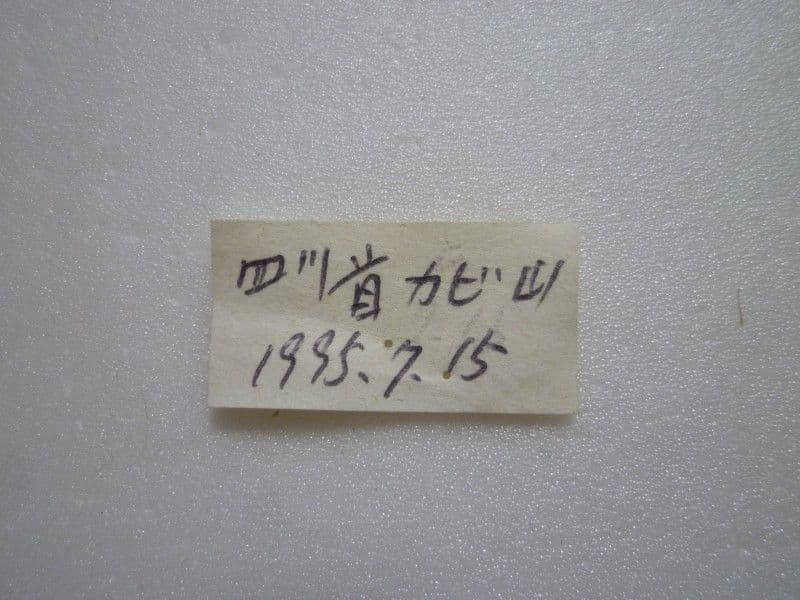 テングアゲハ♀/四川省.峨眉山産/91.3mm