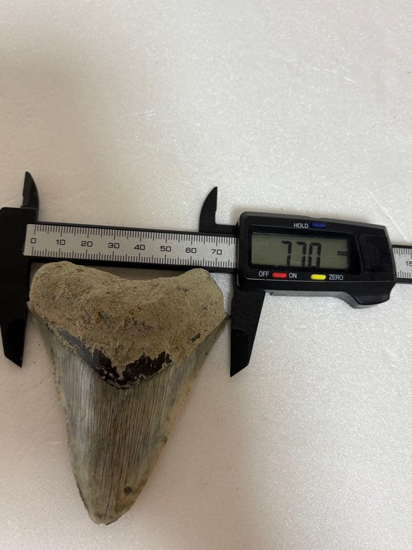 化石サメの歯メガロドンインドネシア約9.6cm 約134g 新生代第三紀中新世