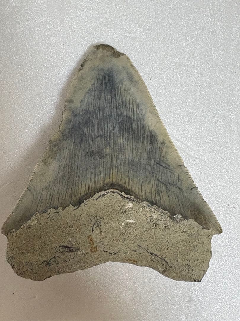 化石サメの歯メガロドンインドネシア約9.6cm 約134g 新生代第三紀中新世