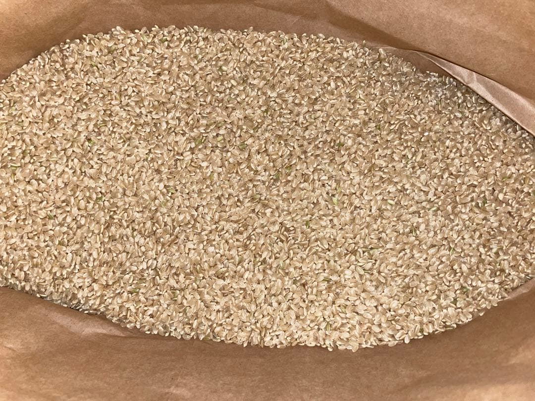 農家直送　令和7年千葉県産コシヒカリ 玄米30kg