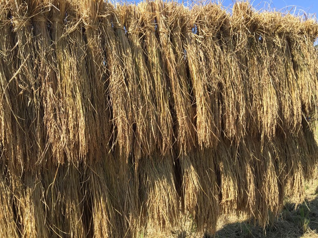 令和7年産新米＊農家力作⭐︎新潟とちおのコシヒカリ玄米風袋込25kgぴかぴか特栽米