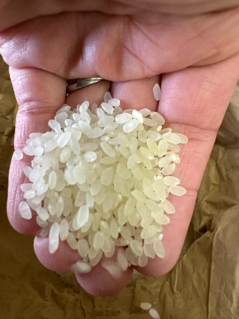 令和7年度産　山口県産（新米）10kg恋の予感　白米/玄米　農家直送　送料無料