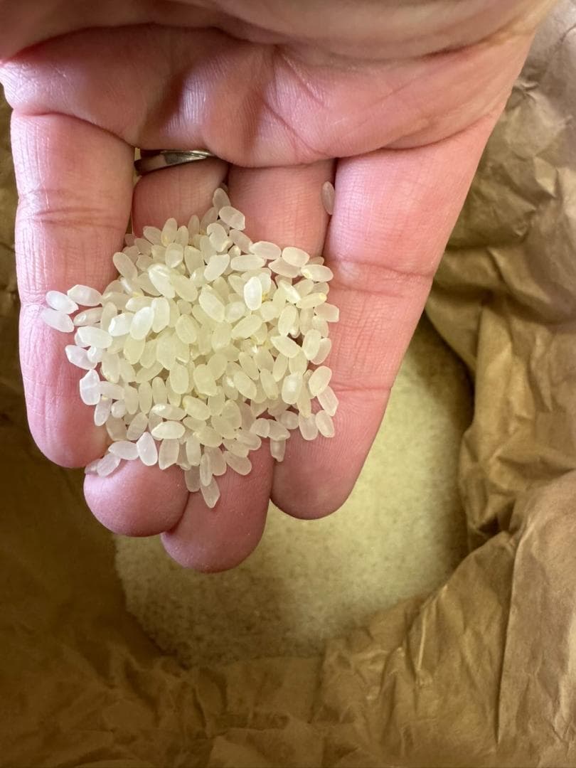 令和7年度産　山口県産（新米）10kg恋の予感　白米/玄米　農家直送　送料無料