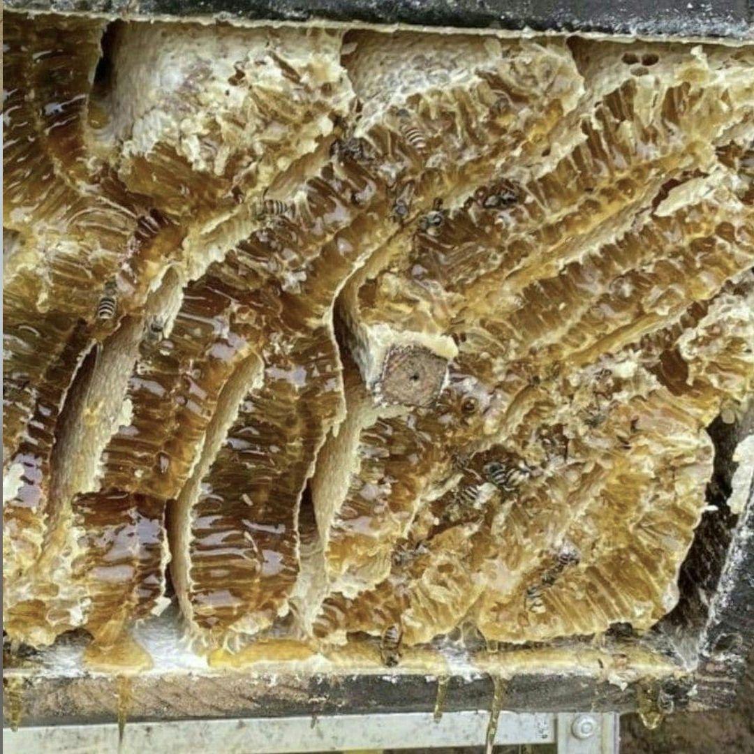 ニホンミツバチの蜂蜜　セット