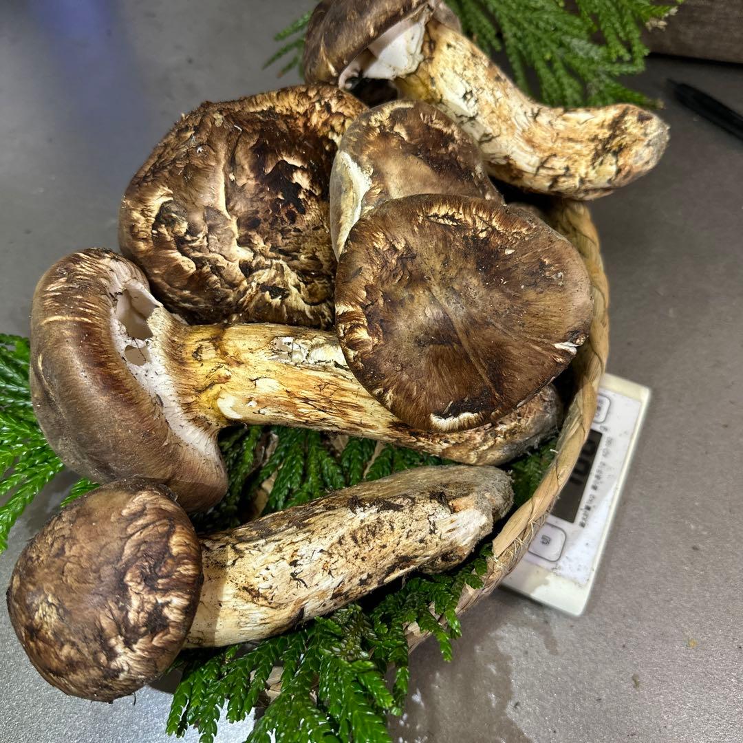 訳あり品‼️国産天然松茸‼️780g‼️