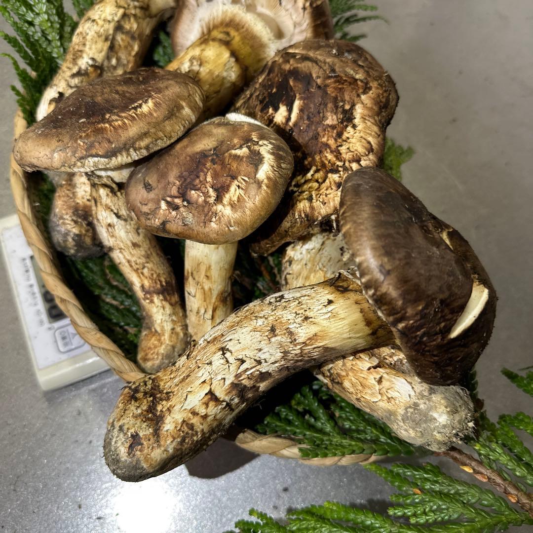 訳あり品‼️国産天然松茸‼️780g‼️