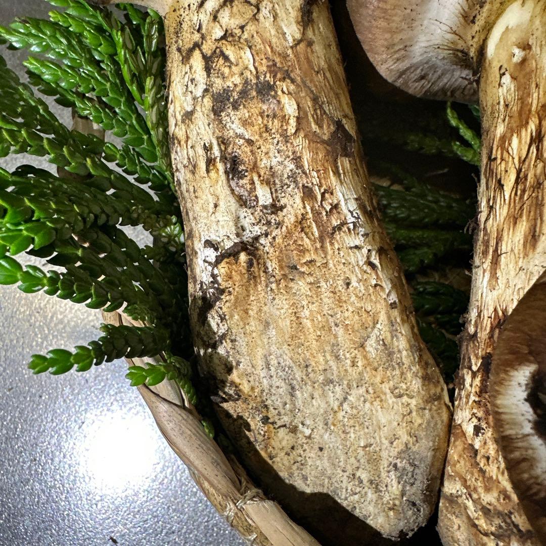 訳あり品‼️国産天然松茸‼️780g‼️